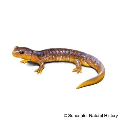 columbia torrent salamander