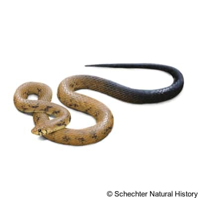central american indigo snake