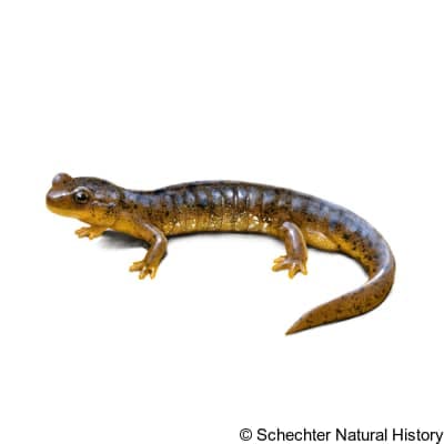southern torrent salamander