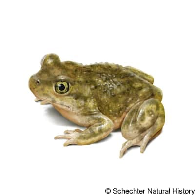 couch's spadefoot