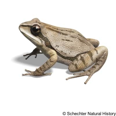 cajun chorus frog