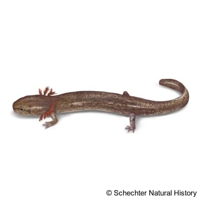 jollyville plateau salamander