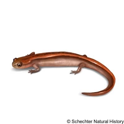 bog dwarf salamander