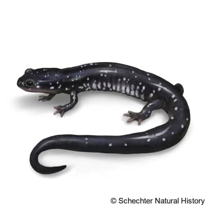 mississippi slimy salamander