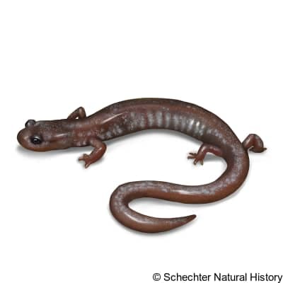 jemez mountains salamander