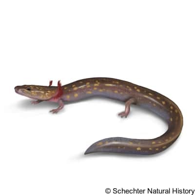 Ouachita Streambed Salamander
