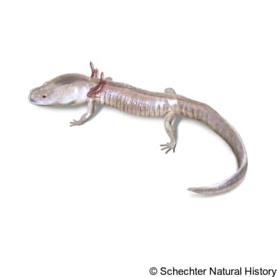 blanco blind salamander