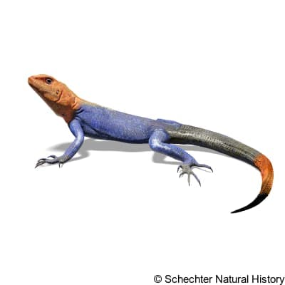 Peters's Rock Agama