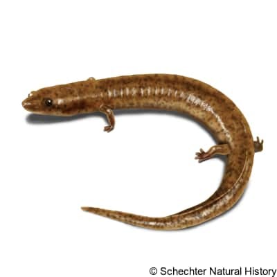 tennessee cave salamander