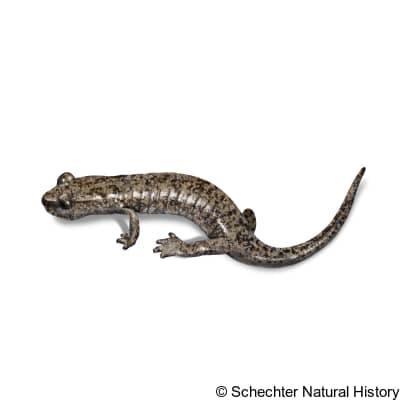mount lyell salamander