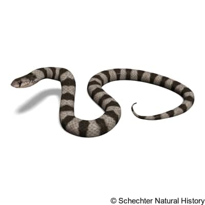 chihuahuan hook-nosed snake