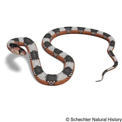 thornscrub hook-nosed snake