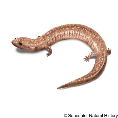 West Virginia Spring Salamander