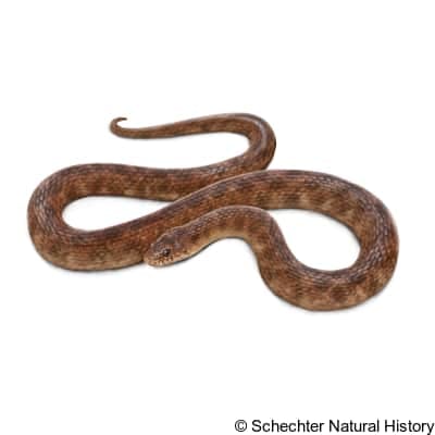 concho watersnake