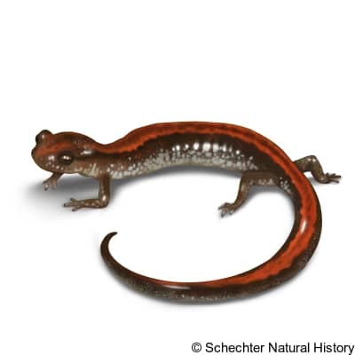 southern red-backed salamander