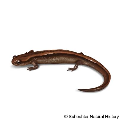 western dwarf salamander