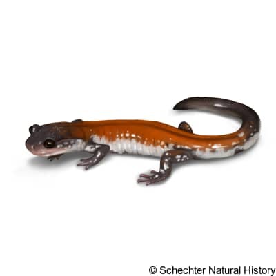 yonahlossee salamander