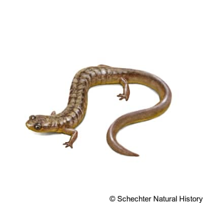many-ribbed salamander