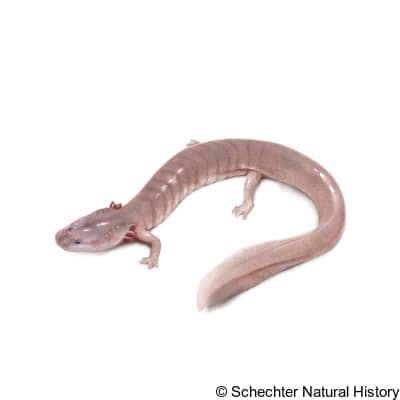 tennessee cave salamander