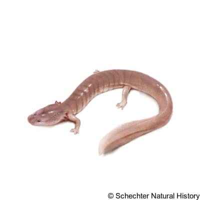 berry cave salamander