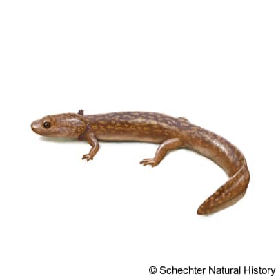 cope's giant salamander