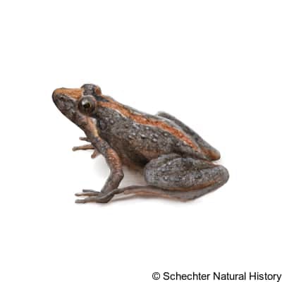 southern cricket frog