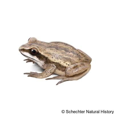 brimley's chorus frog