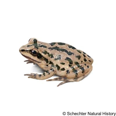 spotted chorus frog