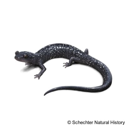 Shasta Black Salamander