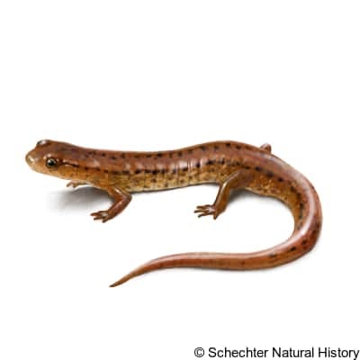 Carolina Sandhills Salamander