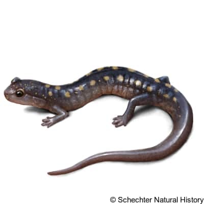 Yellow-spotted Woodland Salamander