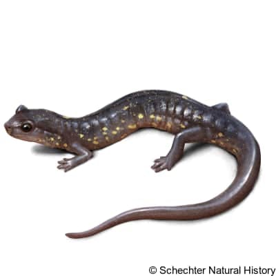 Blacksburg Salamander