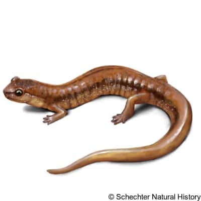 van dyke's salamander
