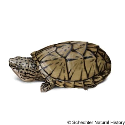 Intermediate Musk Turtle