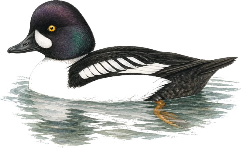 Barrow's Goldeneye illustration with the code BAGO